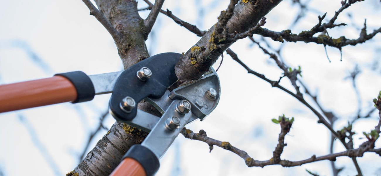 Κλάδεμα pruning